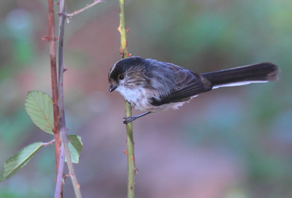 Corsican Long-tailed Tit
