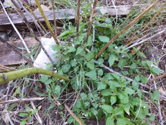 Solanum nigrum nigrum