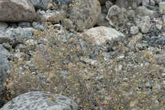 Heterotheca sessiliflora