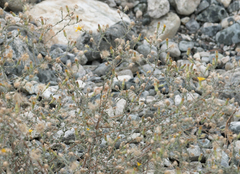 Heterotheca sessiliflora