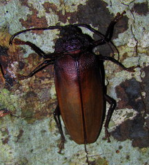 Ialyssus tuberculatus