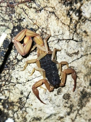 Centruroides ochraceus