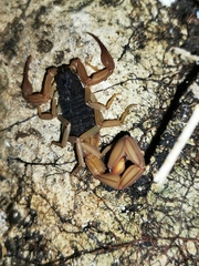 Centruroides ochraceus