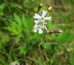 Silene repens