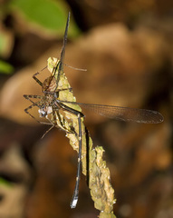 Philogenia minteri