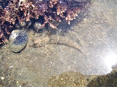 Favonigobius exquisitus