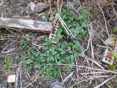 Solanum nigrum nigrum