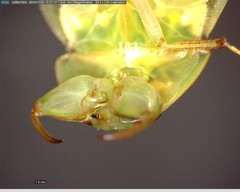Ambrysus