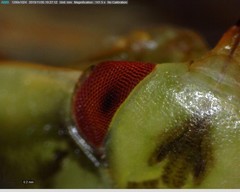 Ambrysus