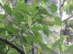 Palicourea lineariflora