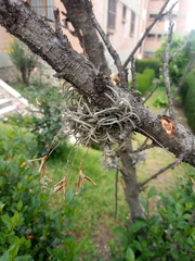 Tillandsia virescens