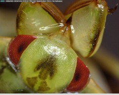 Ambrysus