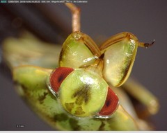 Ambrysus
