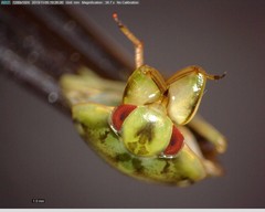 Ambrysus