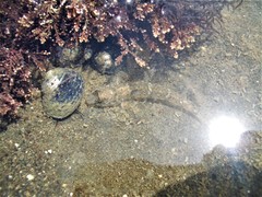 Favonigobius exquisitus