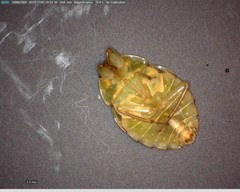 Ambrysus
