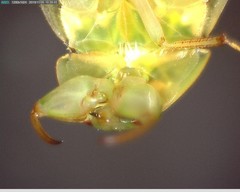 Ambrysus