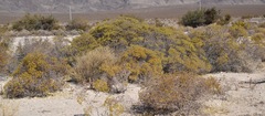 Eriogonum corymbosum nilesii