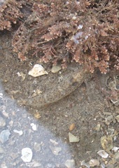 Favonigobius exquisitus