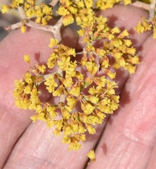 Eriogonum corymbosum nilesii