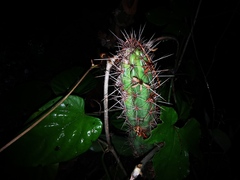Pilosocereus gaumeri