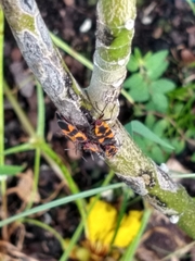 Oncopeltus cingulifer