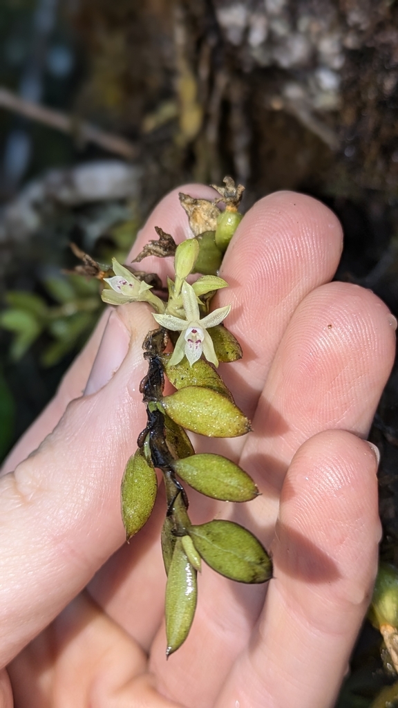 Fernandezia parvifolia