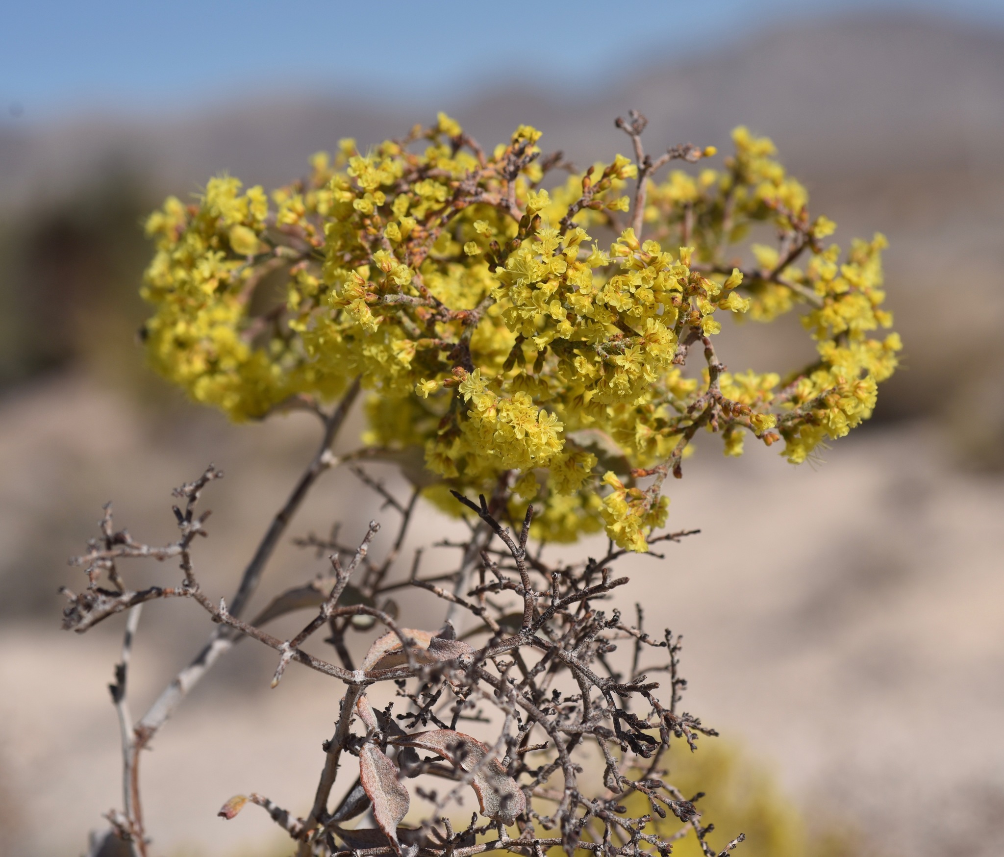 Eriogonum corymbosum var. nilesii