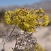 Las Vegas Buckwheat - Photo (c) lonnyholmes, some rights reserved (CC BY-NC), uploaded by lonnyholmes
