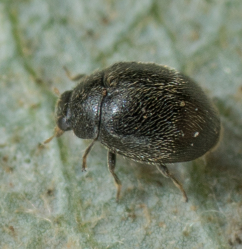 Spider Mite Destroyer
