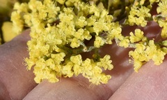 Eriogonum corymbosum nilesii