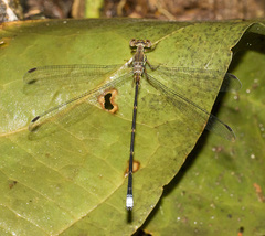 Philogenia minteri
