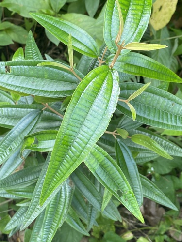 Krekre (Miconia elaeagnoides)