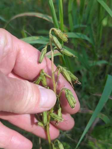 arrowleaf rattlesnake root (Nabalus sagittatus)