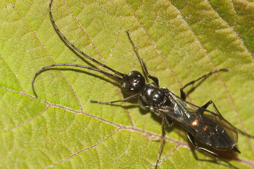 Representative image of Dolichurus