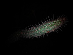 Pilosocereus gaumeri
