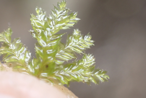 Plagiochila gaudichaudii observed 2025-08-22