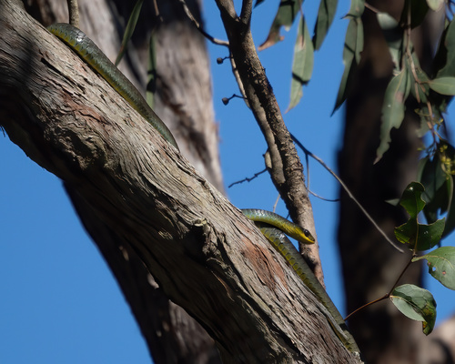 Common Tree Snake sighting