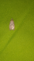 Gelechioidea