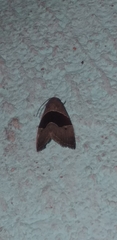 Cobubatha lixiva