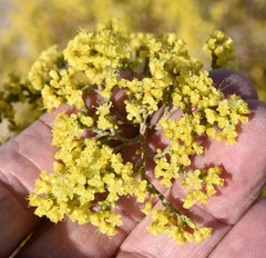 Eriogonum corymbosum nilesii