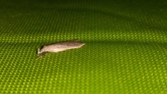 Gelechioidea