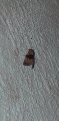 Cobubatha lixiva
