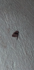 Cobubatha lixiva