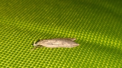 Gelechioidea