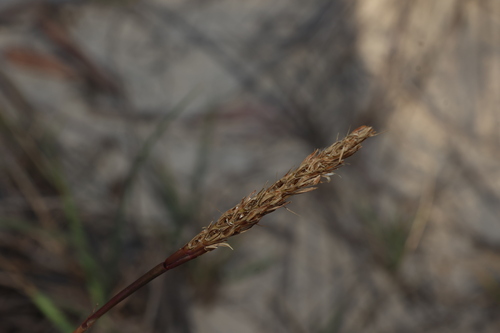 Southern wheat grass (Ischaemum triticeum)
