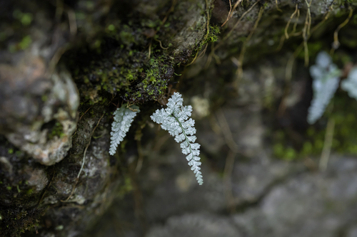 Asplenium coenobiale iNat (1)