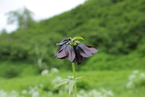 Fritillaria camschatcensis iNat (2)