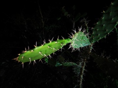 Opuntia inaperta