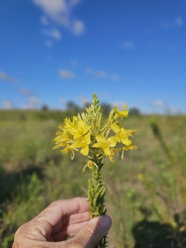 Lesser Four-point Evening-primrose (Oenothera clelandii)